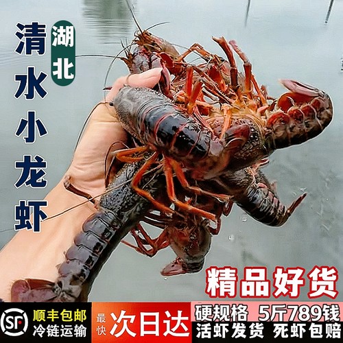 湖北鲜活小龙虾特大3斤5斤活虾