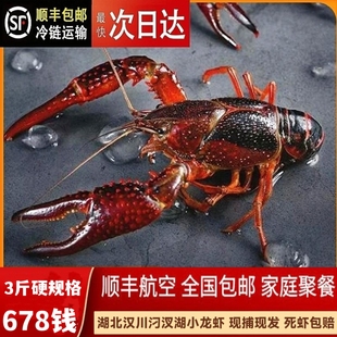 3斤678钱湖北汉川小龙虾鲜活现捕特大号小龙虾活虾现发新鲜水产品