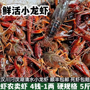 湖北鲜活小龙虾清水虾4钱1两硬规格顺丰包邮死虾包赔