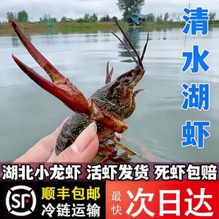 鲜活小龙虾新鲜活虾3斤 789钱湖北汉川清水龙虾特大青红壳小龙虾