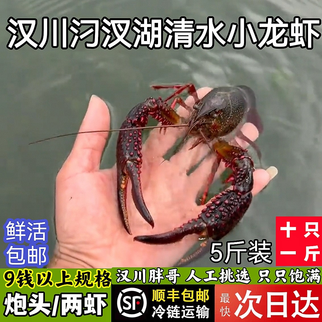 湖北小龙虾鲜活大炮头9钱 3斤5斤青红壳特大清水现捞活虾顺丰空运