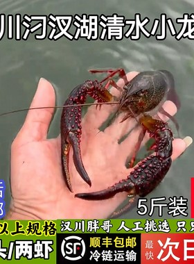 顺丰5斤9钱上炮头湖北小龙虾