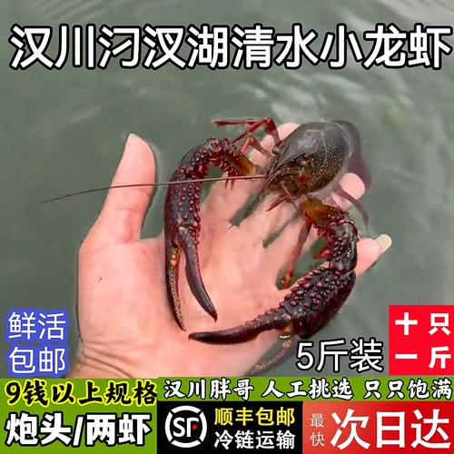 顺丰5斤9钱上炮头湖北小龙虾