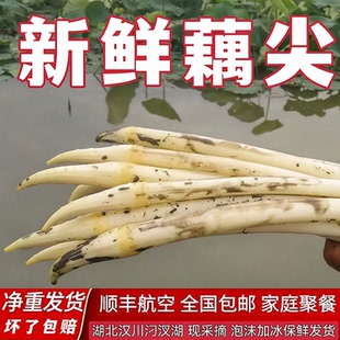湖北新鲜藕带藕尖汉川特产农家现采摘不漂白保鲜顺丰空运发货