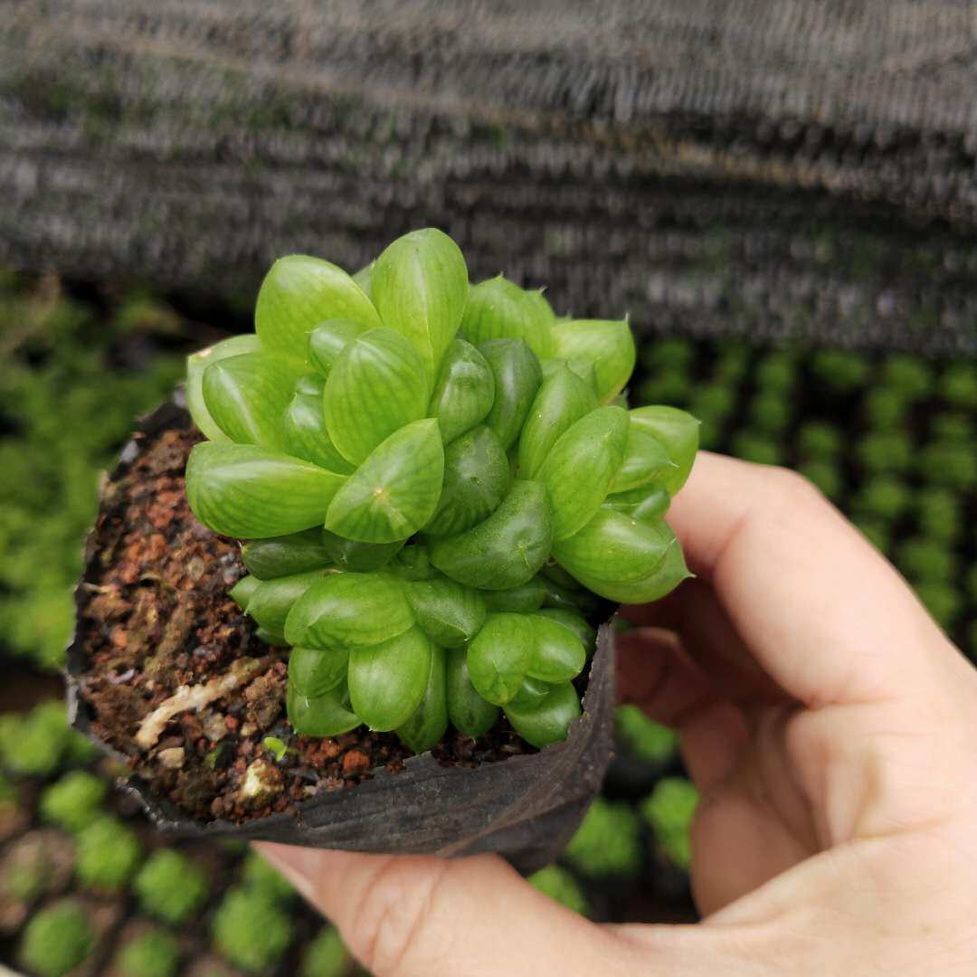 草玉露玉露多肉新手多肉植物肉肉超萌多肉 室内绿植 好养活满包邮