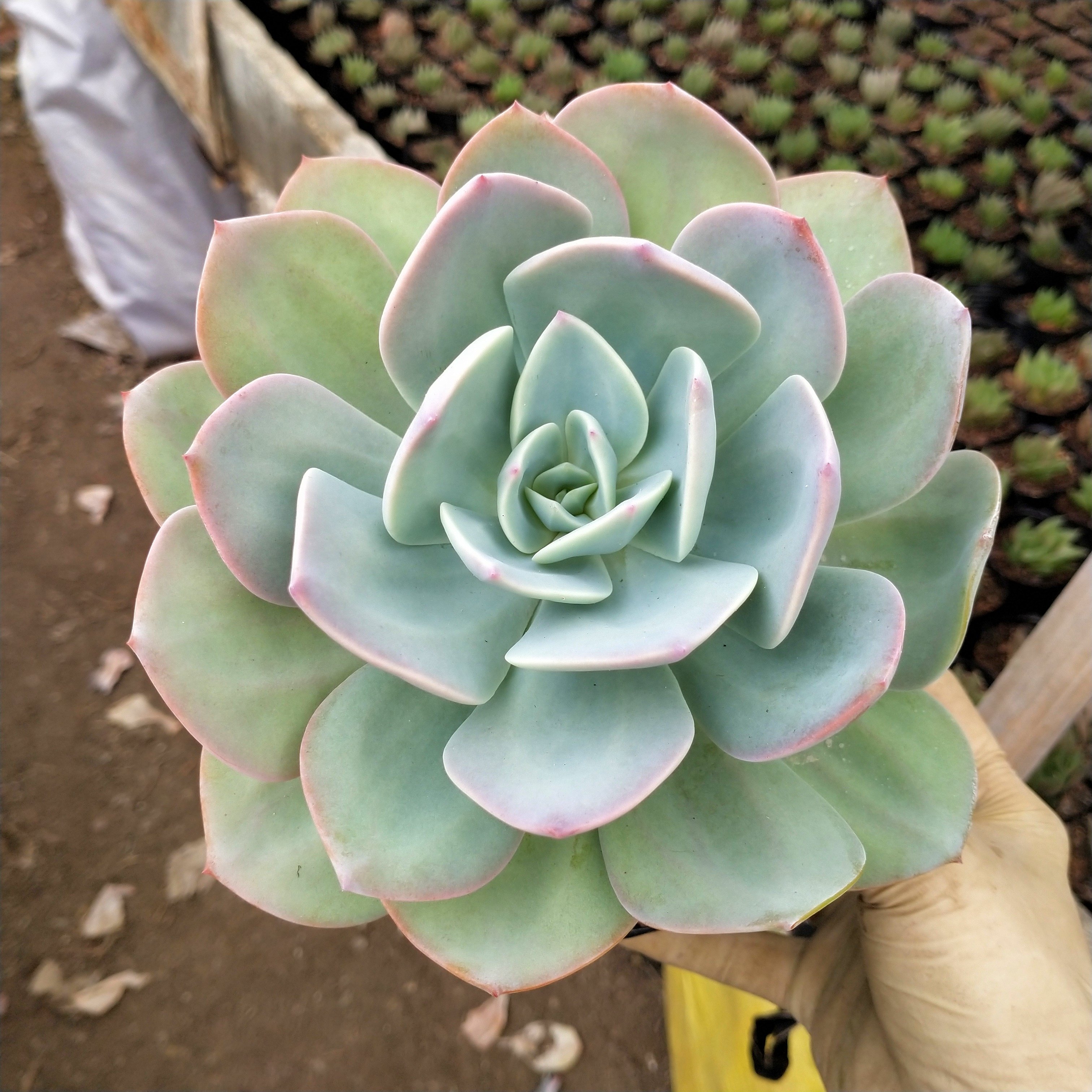 白凤多肉植物组合盆栽大颗老桩稀有品种好养清棚特价包邮