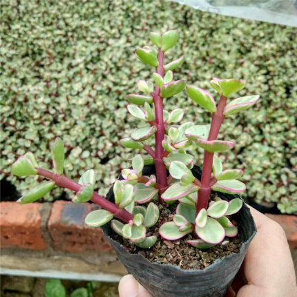 雅乐之舞多肉植物 迷你萌肉桌面 办公室内创意绿植小盆栽