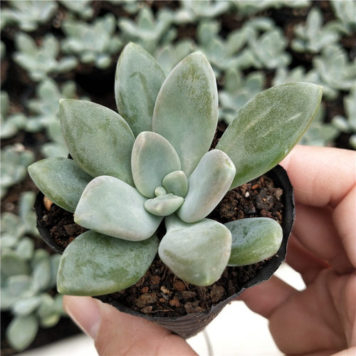 新款冬美人多肉植物超萌好养组合