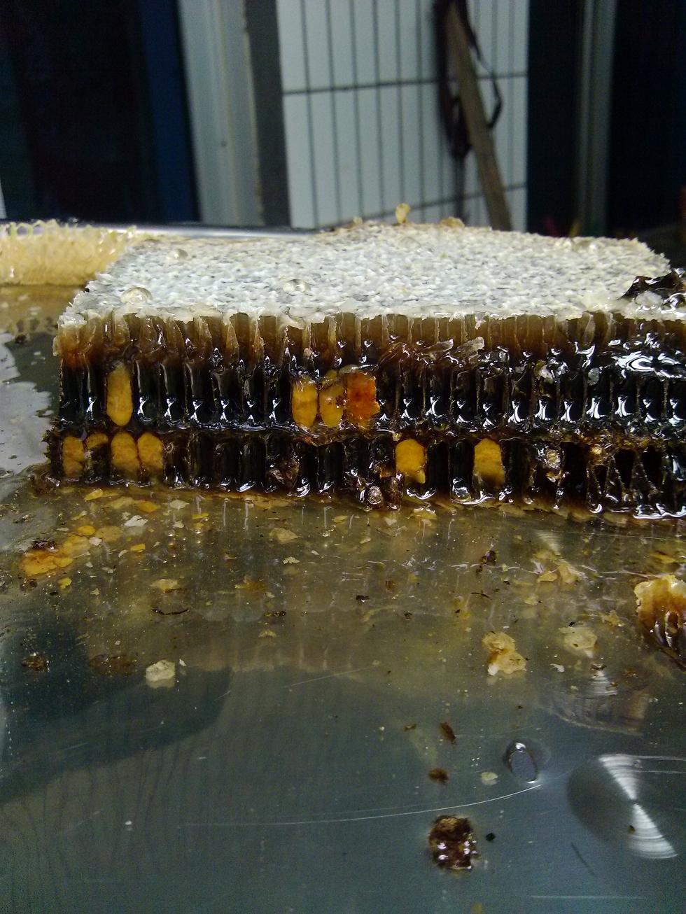 老巢蜜一盒 蜂巢素 500g 办公室零食 拍两盒送自制蜂蜡润唇膏