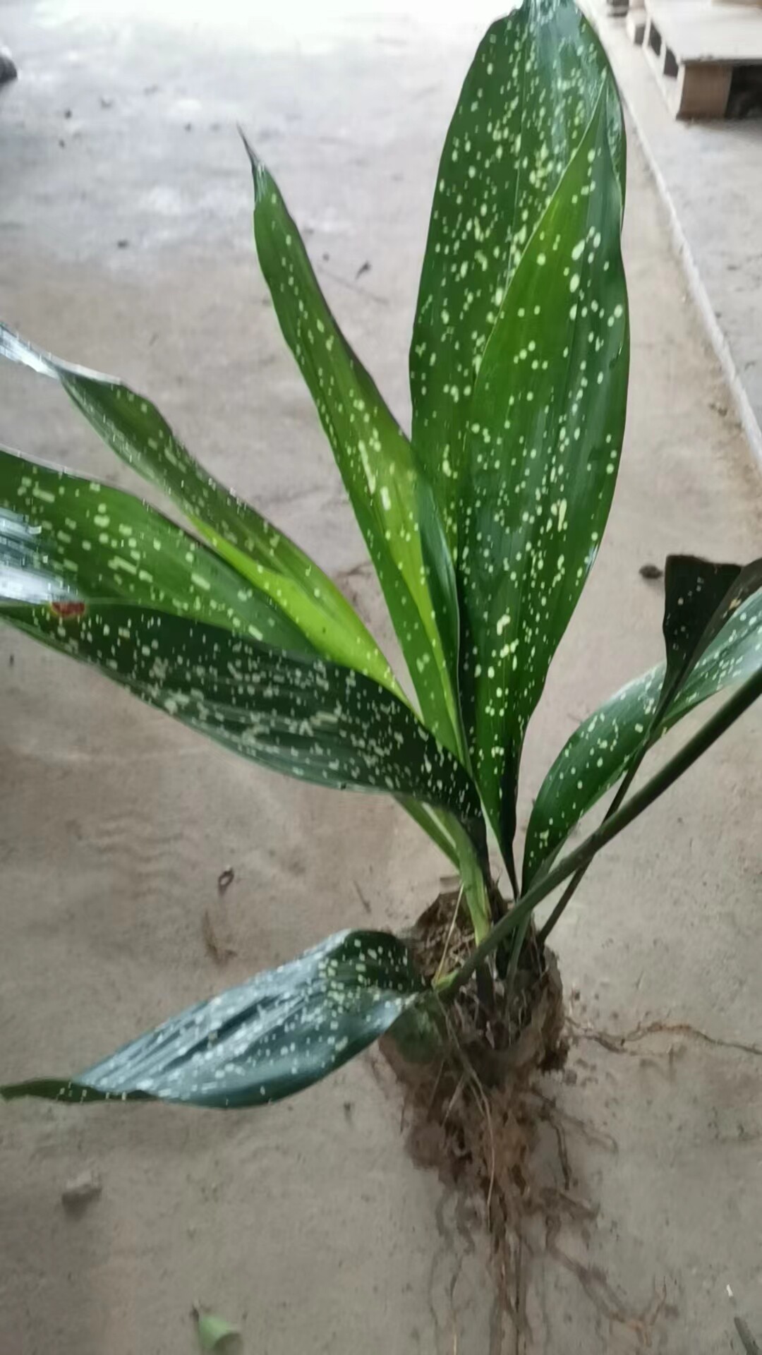 粽叶苗爆米花粽叶苗一条青粽叶苗一叶兰包粽子叶子粽叶盆栽绿植