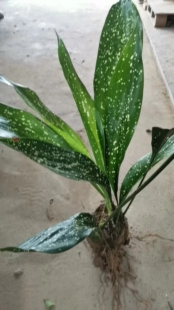 粽叶苗爆米花粽叶苗一条青粽叶苗一叶兰包粽子叶子粽叶盆栽绿植