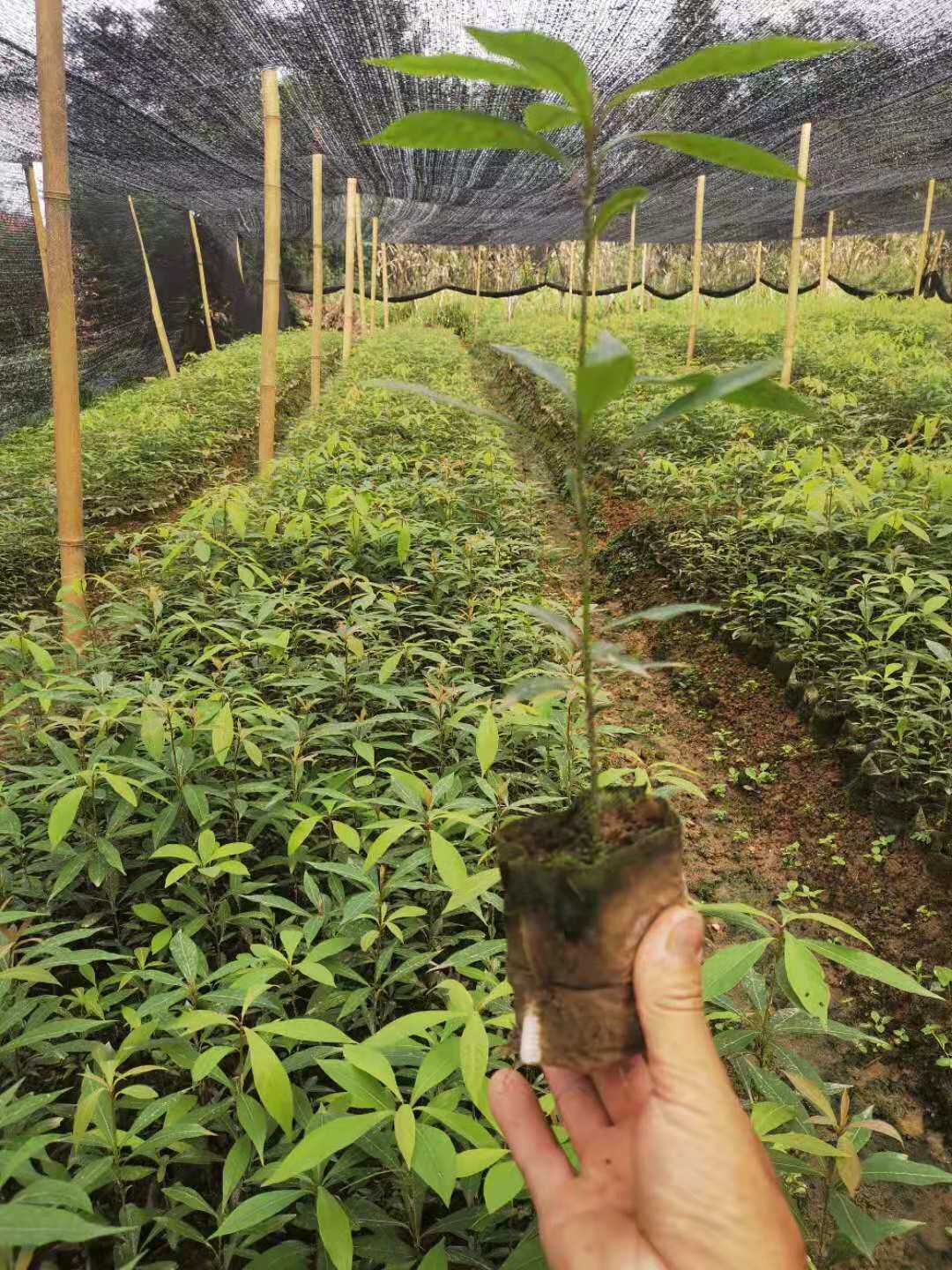 四川金丝楠苗小叶桢楠苗营养杯苗名贵珍惜苗木储备林指定树种