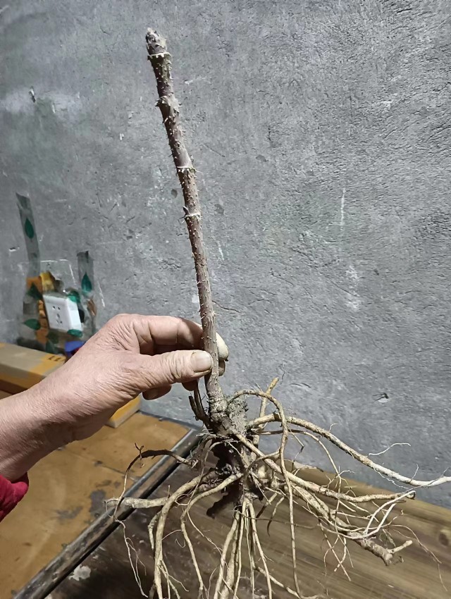 刺老芽苗刺嫩芽老刺芽野菜苗绿植