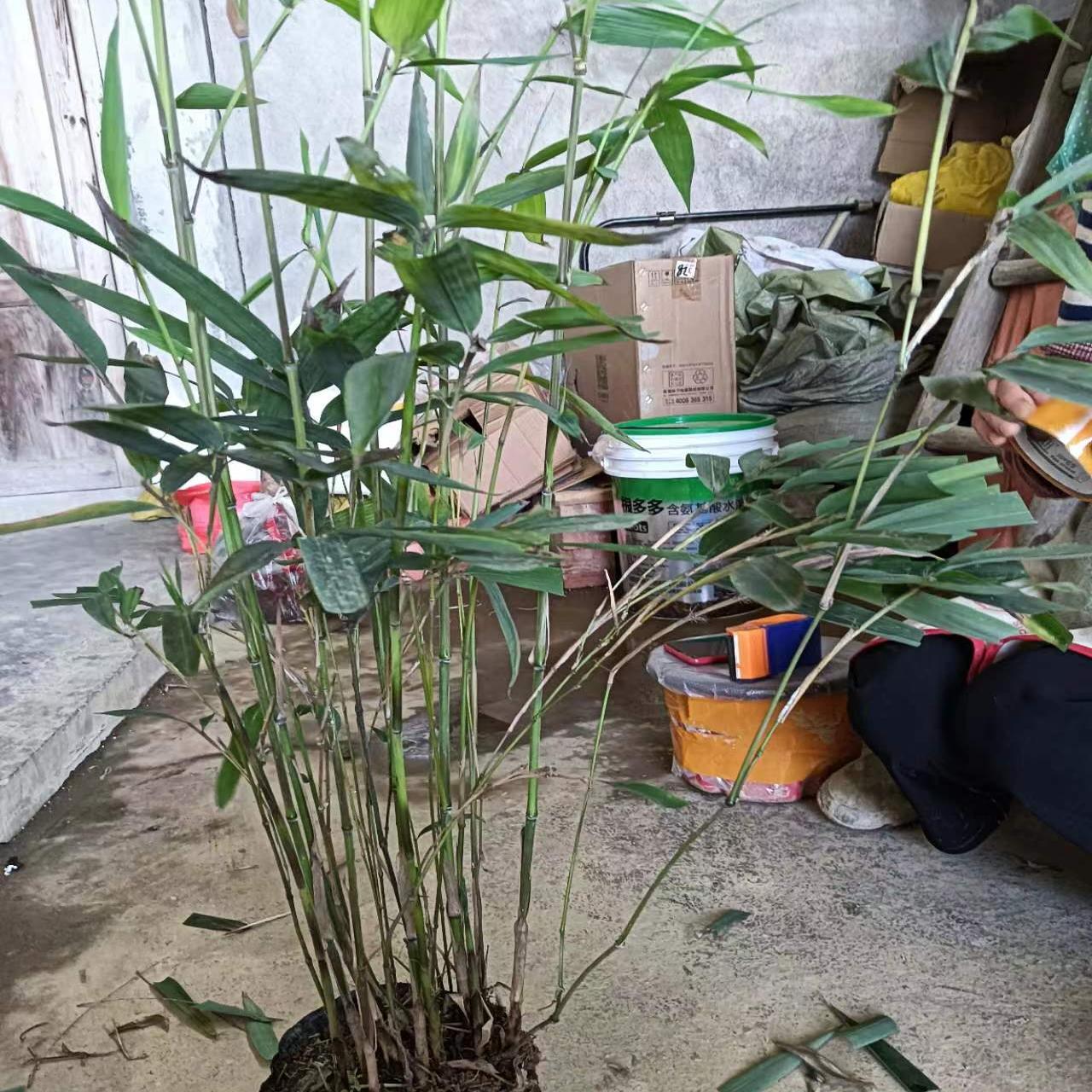 楠竹两年苗大杯苗绿植盆栽耐寒植物竹子盆栽