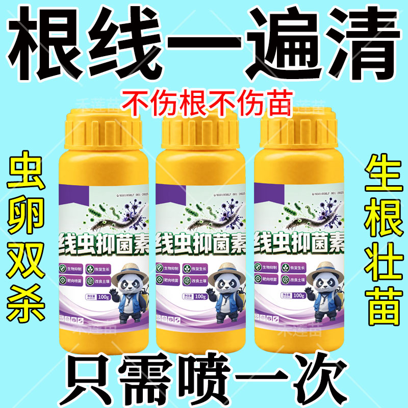根结线虫专用药淡紫紫孢菌战线灵拟青霉根瘤菌剂蔬菜果树杀根线虫