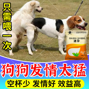 狗狗用多情多仔宝猫狗促情散提高配种狗发情狗多产狗受孕高产仔