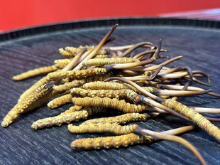 西藏青海鲜虫草现场挑选现挑鲜发100根新鲜冬虫夏草