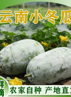 云南农家迷你牛奶小冬瓜5斤整箱装新鲜现摘蔬菜9皮冬瓜包邮