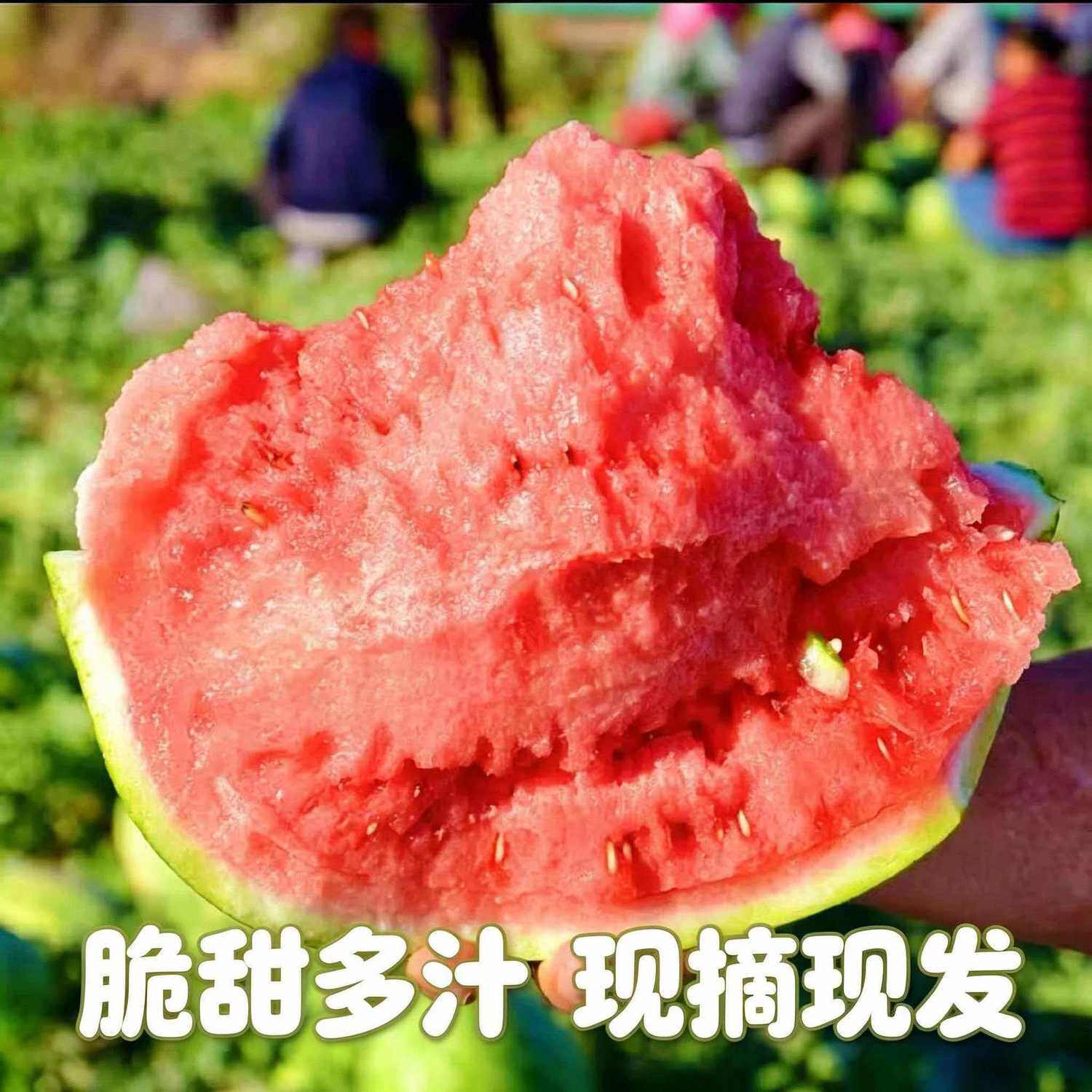 现摘江苏东台战神甘美4K西瓜站神新鲜紧实爽脆无仔巨甜顺丰包邮