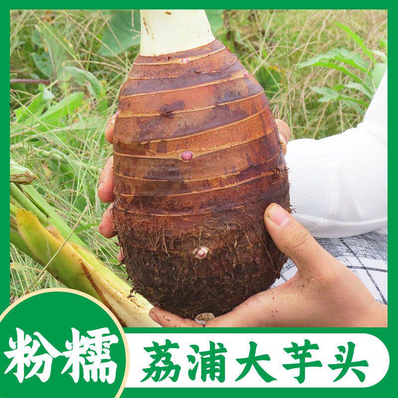 广西荔浦粉糯芋头新鲜现挖当季香芋广西槟榔紫心红心芋头商用批发