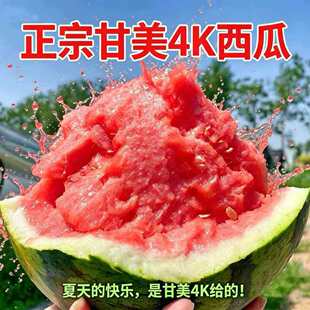 甘美4K西瓜红心K东台红瓤全美脆甜薄皮无籽1-2个共8斤顺丰