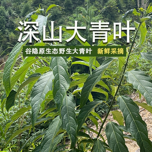 福建谷隐生态 深山新鲜野菜大青叶 路边青纯根 新鲜采摘中草药材