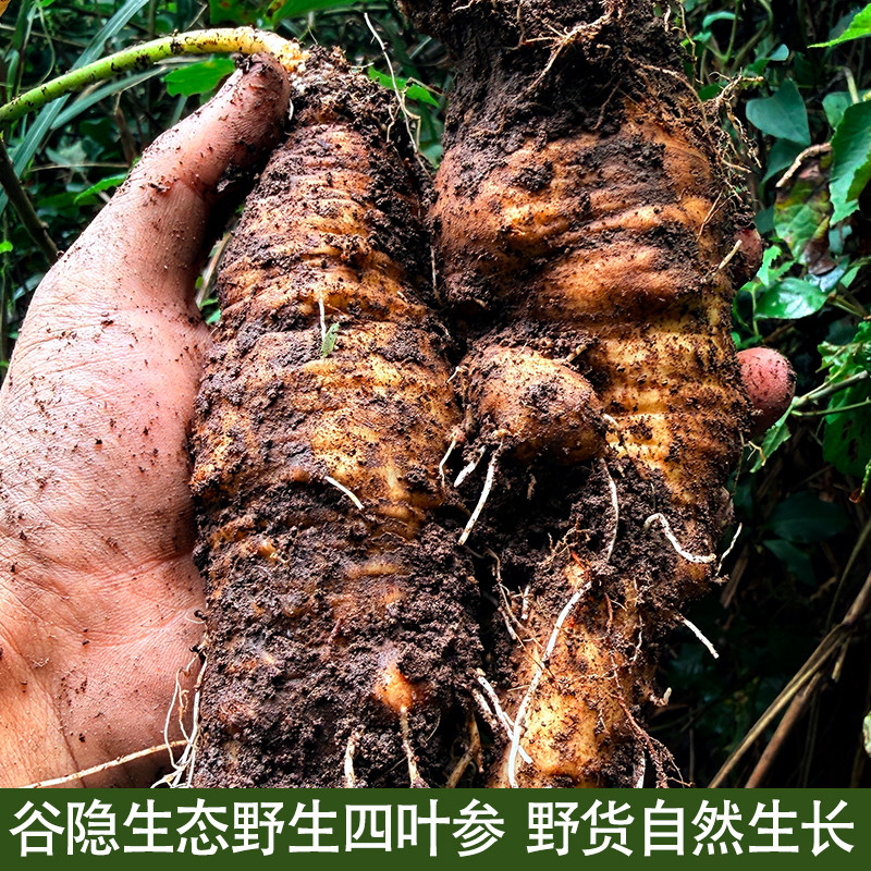 福建谷隐生态 深山野生四叶参羊乳参山海螺 奶参中草药材新鲜现挖