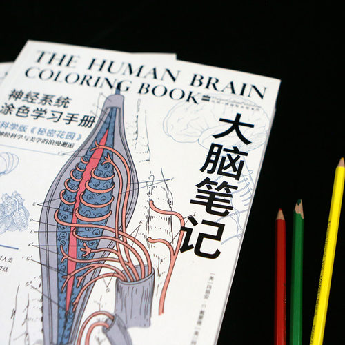 大脑笔记神经系统医学专业知识