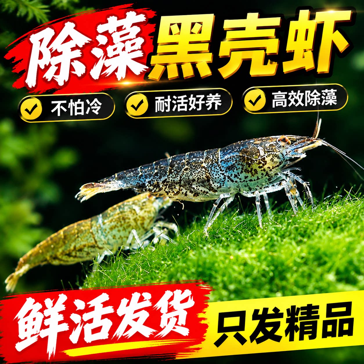 黑壳虾鱼缸除藻清洁工具大号观赏虾水草米虾宠物活体饲料冷水淡水
