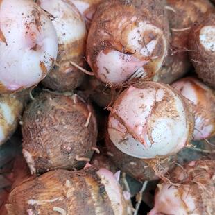 【贵一点好太多】不软糯按个赔 江西红芽芋软糯拉丝芋子 地里现挖