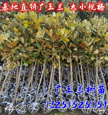 荷花玉兰四季常青广玉兰