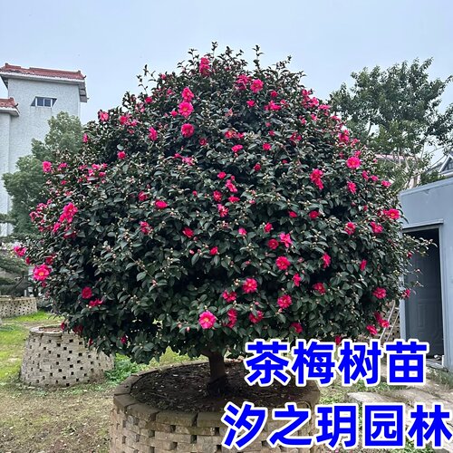 高杆茶梅花树苗茶梅球形别墅庭院