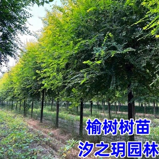 金叶榆树苗别墅庭院大型耐寒风景树绿化树白榆黄金榆树苗榔榆垂榆