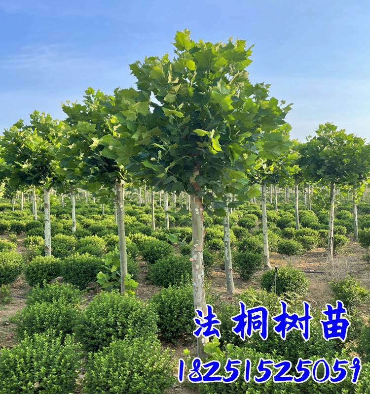 园林绿化苗木行道树苗植物花卉法桐苗法国梧桐苗法桐树苗速生法桐