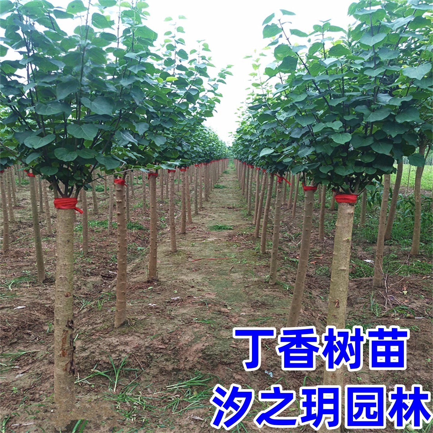 丁香花树苗别墅庭院耐寒大型风景树种丛生紫丁香花苗盆栽浓香花卉