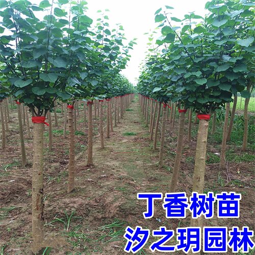 丁香花树苗别墅庭院耐寒大型风景