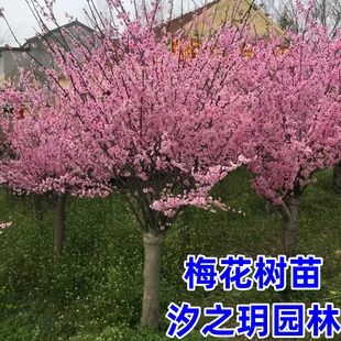 梅花树苗原生红梅小苗嫁接骨里红苗庭院耐寒风景树绿梅小苗榆叶梅