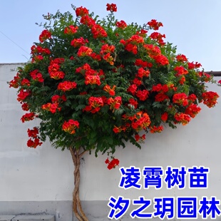 中华凌霄花苗别墅庭院耐寒风景树盆栽爬藤开花植物美国凌霄花树苗