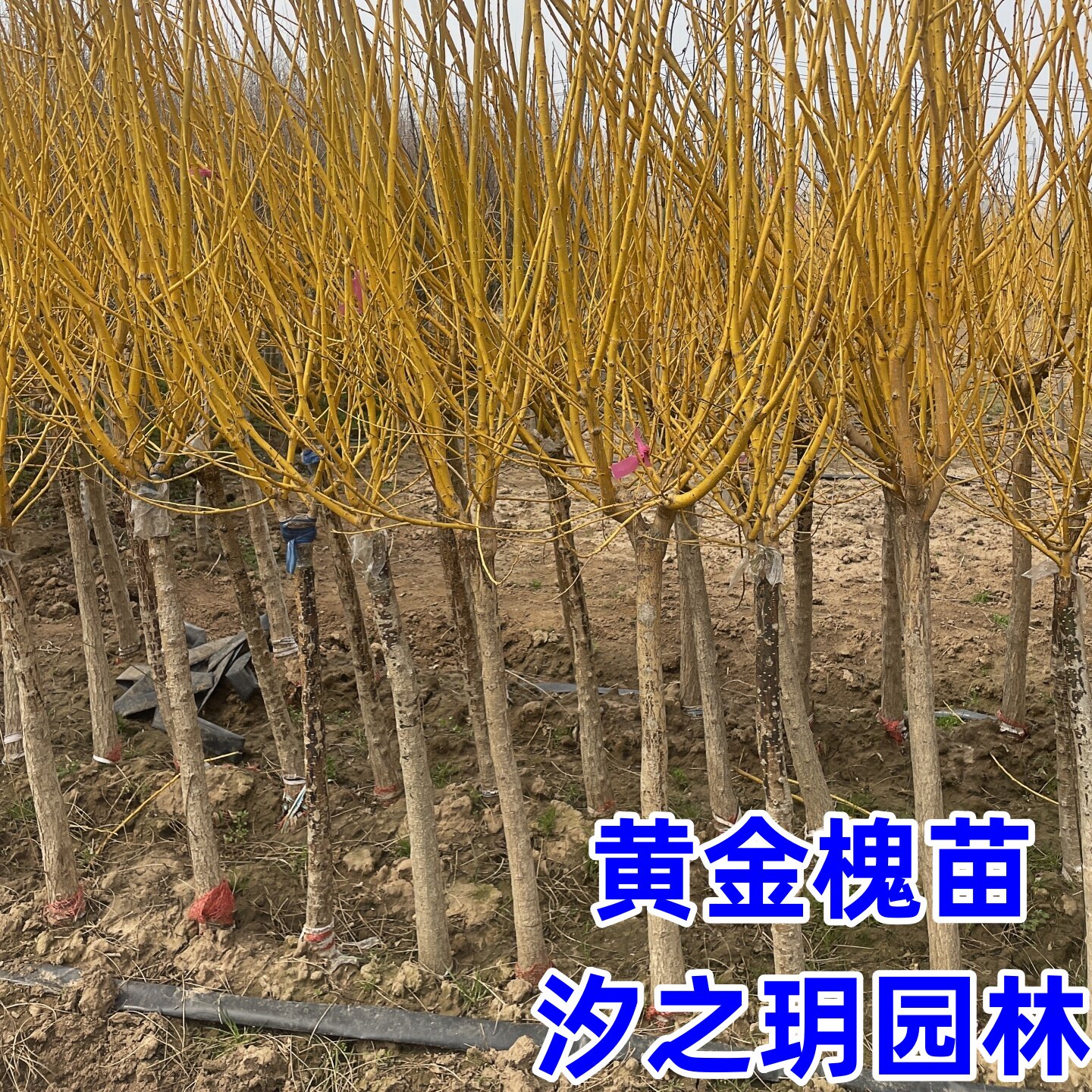黄金槐树苗金枝国槐树垂枝龙爪槐别墅庭院绿化大风景树速生国槐苗