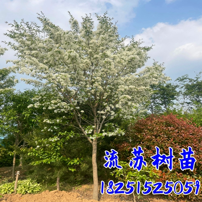 庭院绿化嫁接桂花风景树