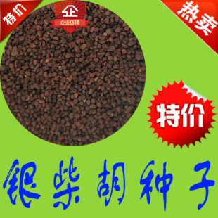 优质 银柴胡种子 西银柴胡 山菜根 牛肚根 白根子 土参 药材种