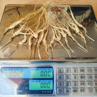 林下野播籽山参小残支顺丰包邮