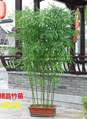 竹子常绿竹子庭院盆栽四季常青
