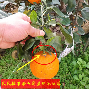 浙江宁波代代橘树苗 代代桔回青橙树苗 苦橙花果树苗用于自作陈皮