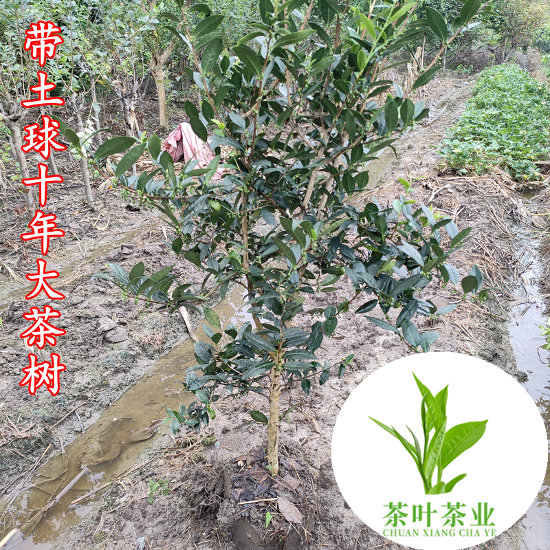 多品种不同规格茶叶树苗 龙井黄金芽鸭屎香茶苗 碧螺春铁观音茶树