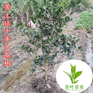 多品种不同规格茶叶树苗 龙井黄金芽鸭屎香茶苗 碧螺春铁观音茶树