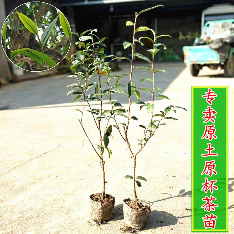营养杯西湖龙井茶苗鸭屎香大红袍袋苗碧螺春绿茶苗正山小种茶苗