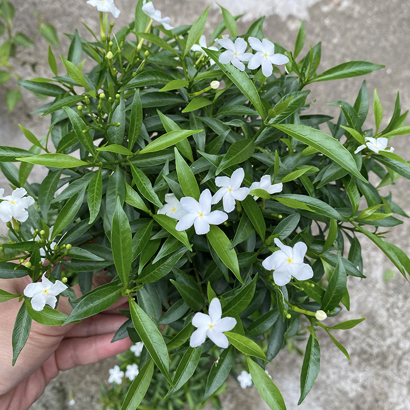 珍珠狗牙花风车茉莉盆栽木本花卉耐热好养白花植物白狗牙狮子花 花中居子 淘优券