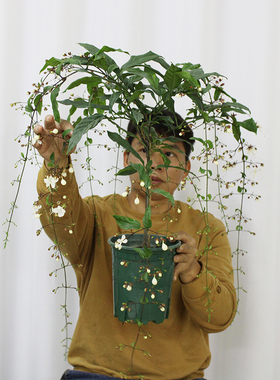 花中居子 泰国垂丝茉莉 室内散光植物仙气飘飘白玉蝴蝶正宗包对版