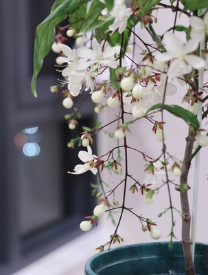 垂丝茉莉 长花序泰国版垂丝茉莉 正宗包对版室内泰国垂丝茉莉盆栽